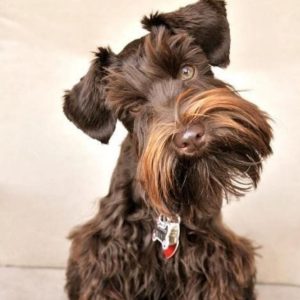 15 Things About Schnauzers You Would Like to Know