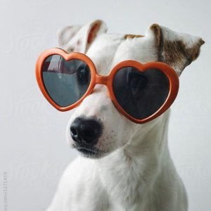 21 Things You Will Only Understand if You Have a Jack Russell