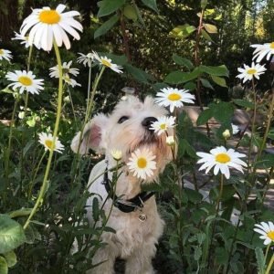 14 Pictures That Prove Schnauzers Are A Gift From God