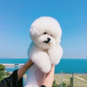 15 Surprising Facts You Didn’t Know About Bichon Frises