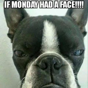 14 Funniest Boston Terrier Memes