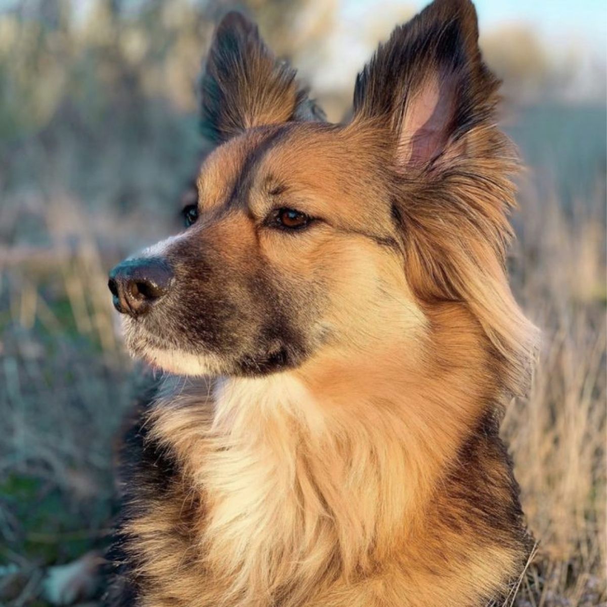 14 Unreal Border Collie Cross Breeds You Have To See To Believe - The Paws