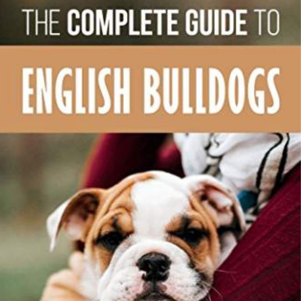 14 Books That All English Bulldog Owners Must Read! The Paws