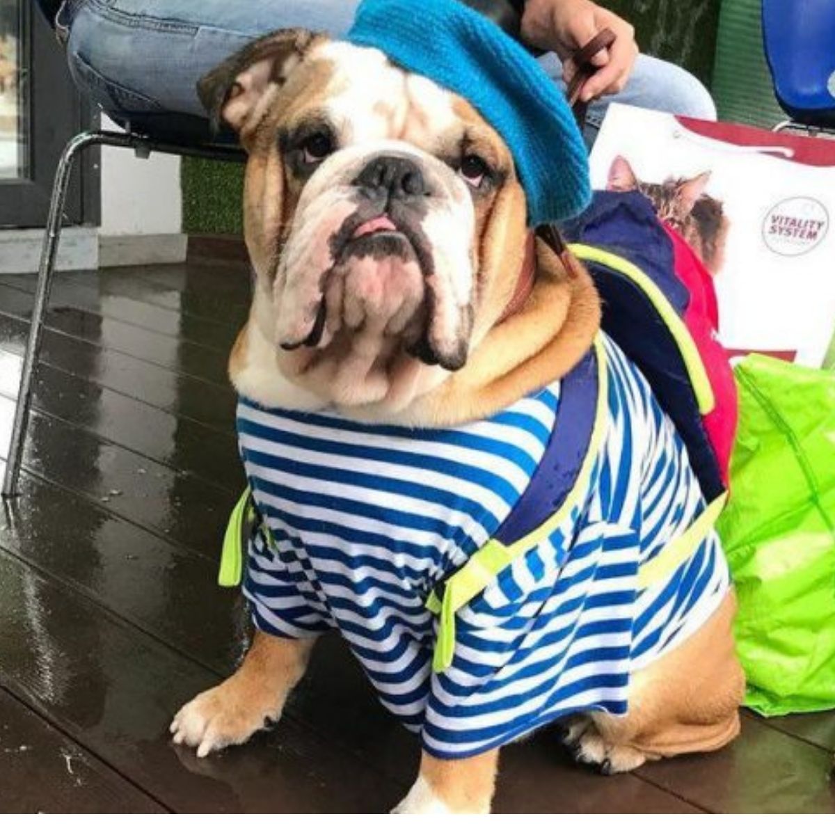 14 Great Clothing Ideas For Your English Bulldog - The Paws