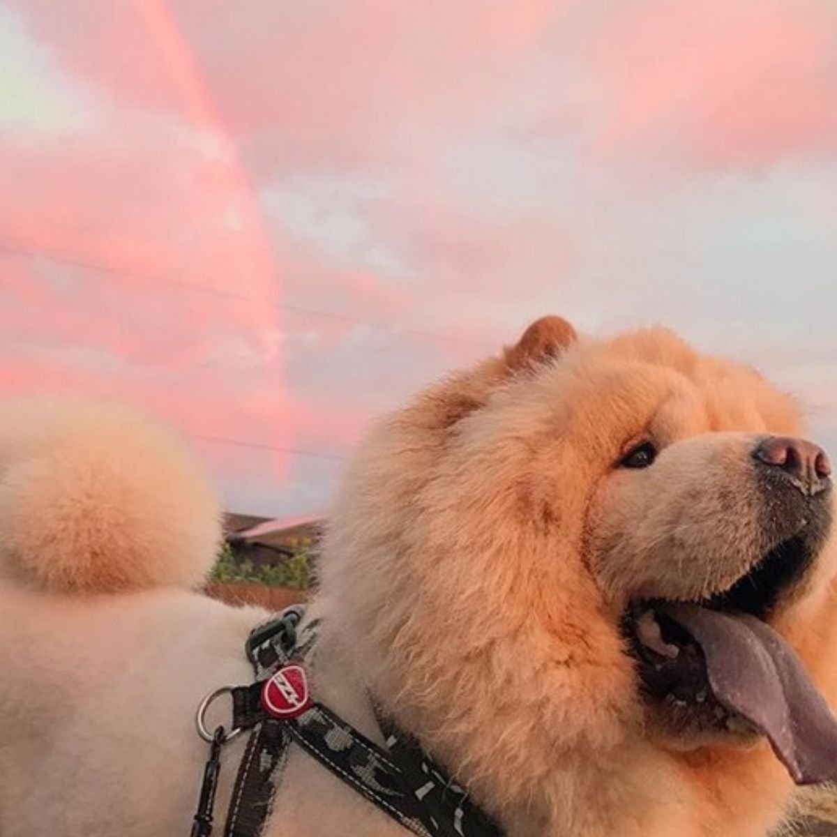 funny chow chow