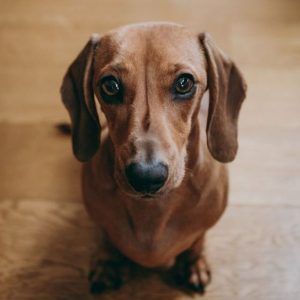 15 Surprising Facts You Probably Don’t Know About Dachshunds