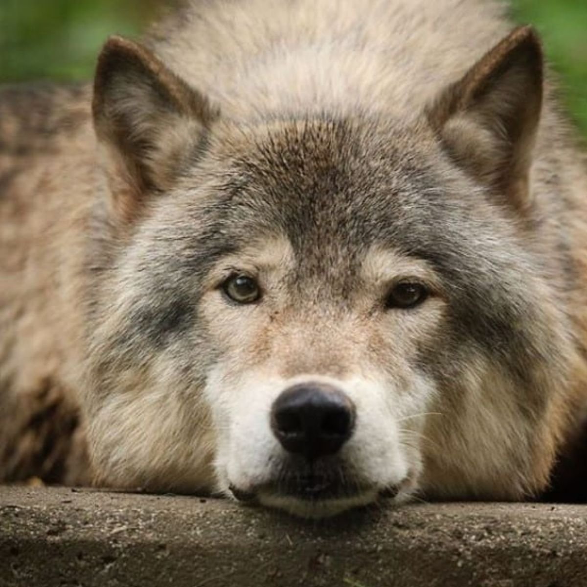 14 Things You Do Not Know About Wolves - The Paws