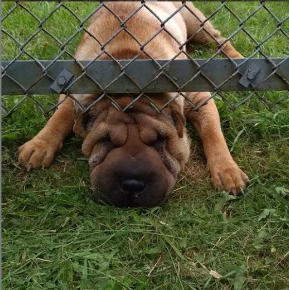 Shar Pei lying down under the fence