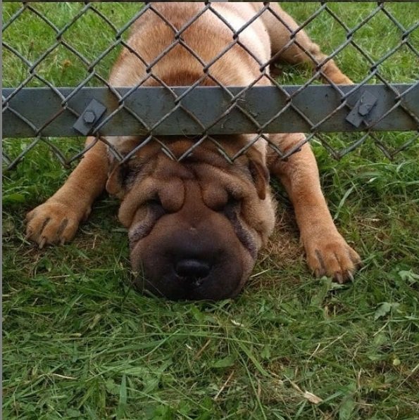 Shar Pei lying down under the fence