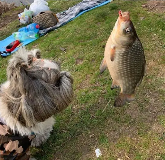 Shih Tzu smelling the caught fish hanging in front of her