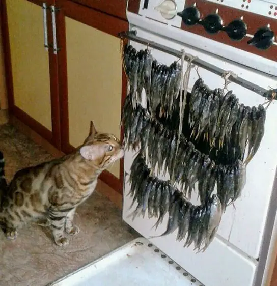A Bengal Cat sitting on the floor while smelling the hanged fishes in the microwave handle