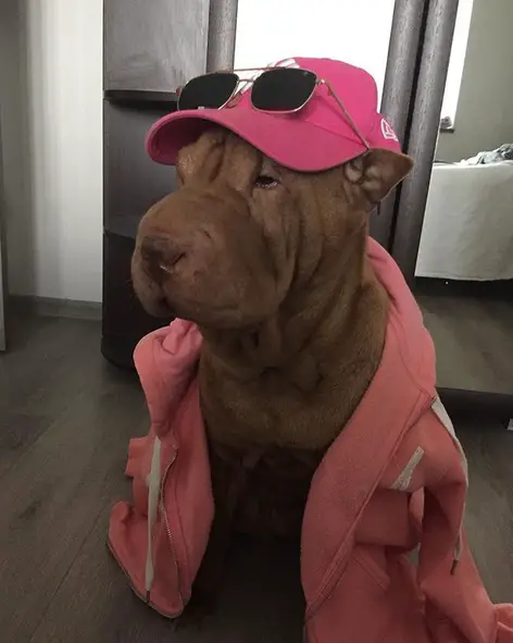 Shar Pei sitting on the floor wearing a pink jacket and pink cap with sunglasses