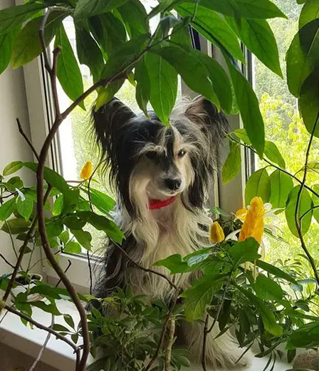 A Chinese Crested Dog sitting by the window behind the leaves