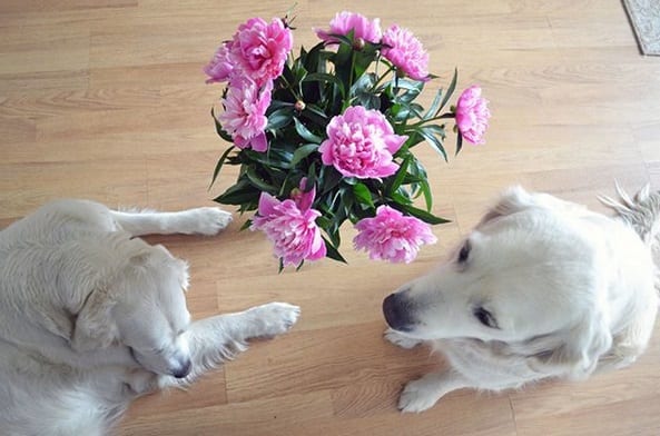 twi Golden Retriever on the floor with purple flowers in a vase in between them