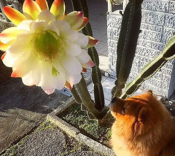 A Chow Chow sitting on the pavement while staring at the large flower from the cactus under the sun