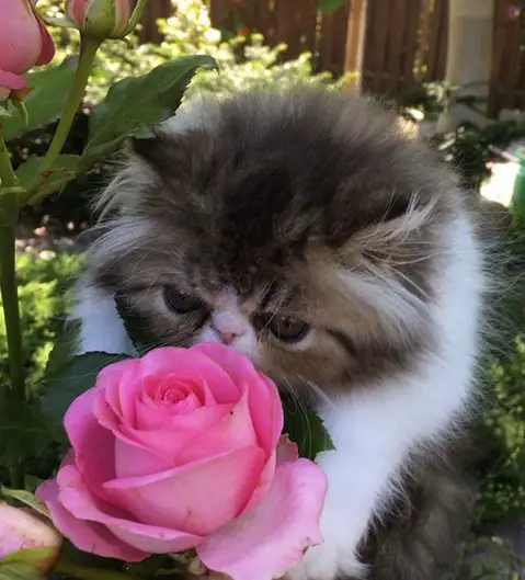 Persian Cat smelling the pink roses in the garden