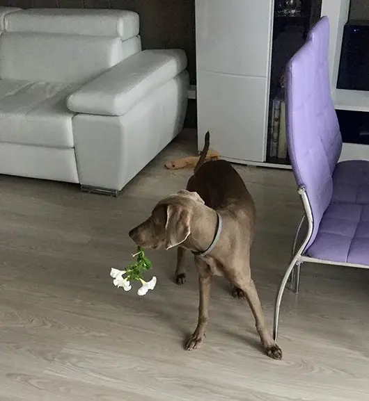 A Weimaraner with a piece of flower in its mouth while standing on the floor