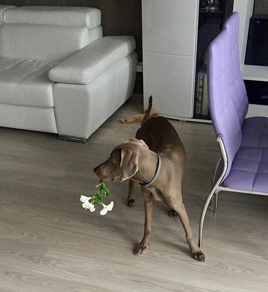 14 Funny Pictures Showing That Weimaraners Love Their Owners Too Much ...