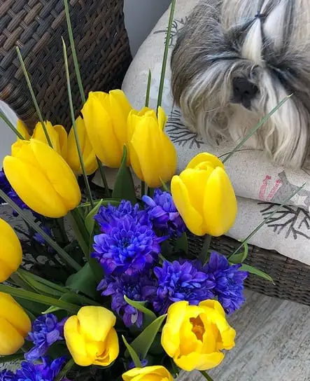 Funny Shih Tzu looking at flowers