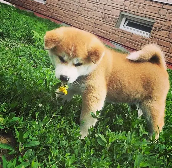 An Akita puppy standing in the grass