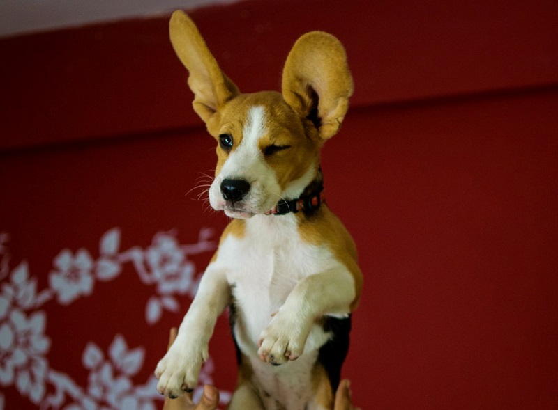 Beagle jumping while winking