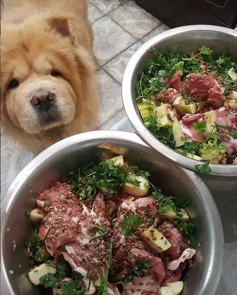 A chow chow standing on the floor with its begging face behind its bowl of food