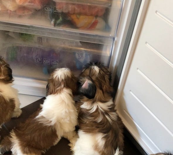 Funny Shih Tzu sniffing the fridge