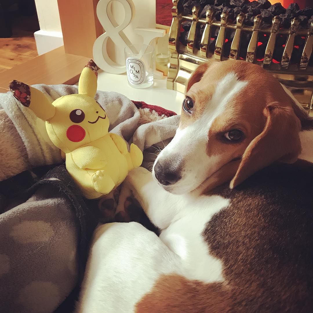Beagle in its bed with a pikachu stuffed toy