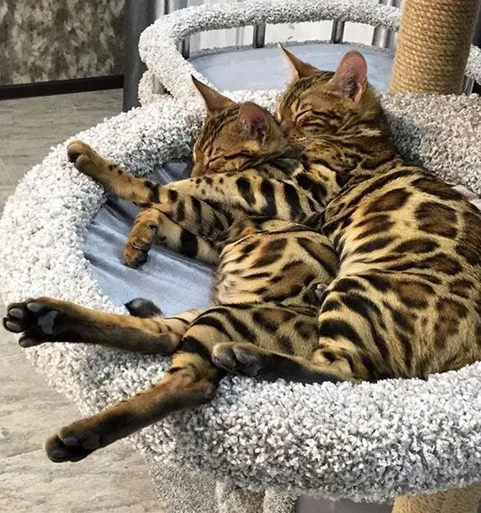 two Bengal Cats sleeping next to each other on their bed