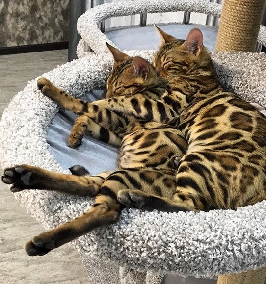 two Bengal Cats sleeping next to each other on their bed