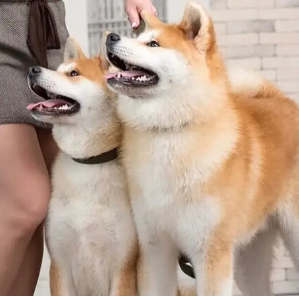 two Akitas standing in front of the lady