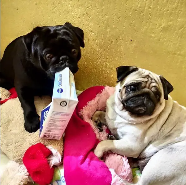 two Pugs in its bed while the black has a box of fresh milk in its mouth