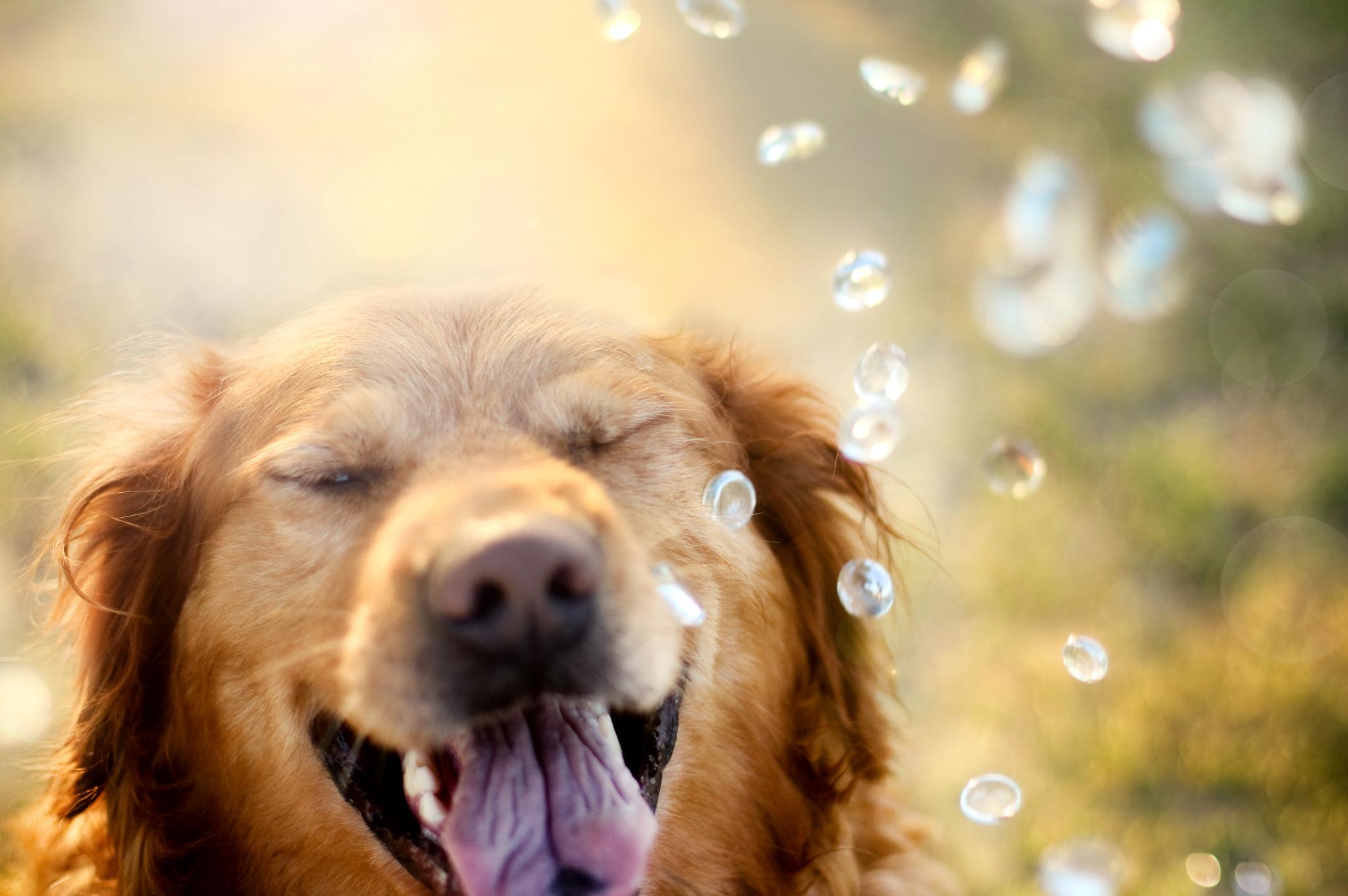 A Golden Retriever smiling with its eyes closed and with water droplets falling in front of him