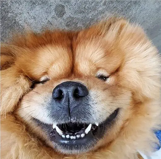 A happy Chow Chow lying on its back on the pavement while smiling