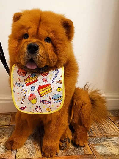 A Chow Chow puppy sitting on the floor while wearing a cute bib