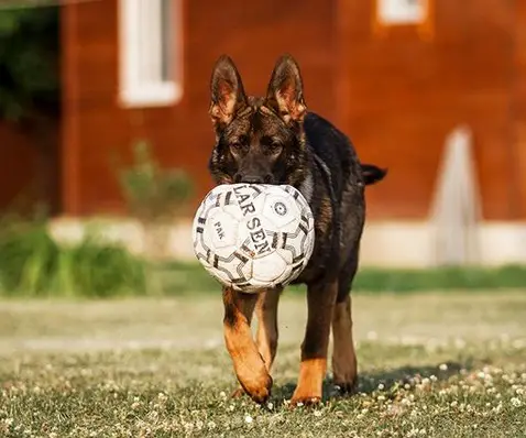 A German Shepherd walking in the yard with a ball in its mouth