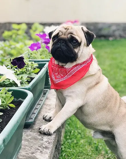 Pug in the garden standing leaning against the concrete with row of seedlings on pot