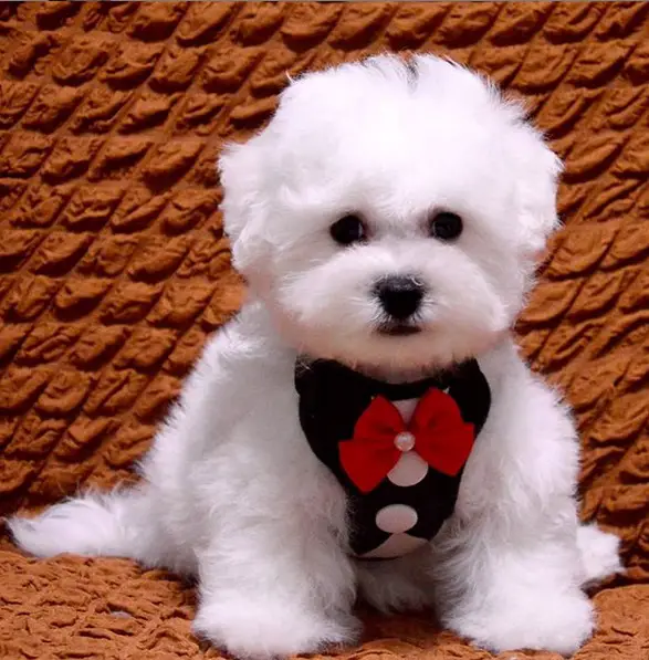 A Bichon Frise in a cute gentleman outfit while sitting on the couch