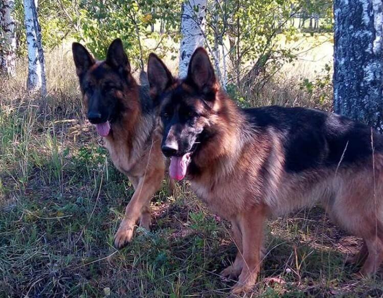 training the german shepherd dog john cree