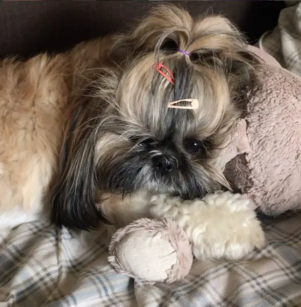 adorable Shih Tzu lying on its bed with its stuffed toy