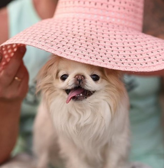 A woman putting a pink summer heat on the head of a Japanese Chin standing in front of her