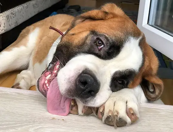 A St. Bernard by the window while smiling with its tongue sticking out and touching the the window sill