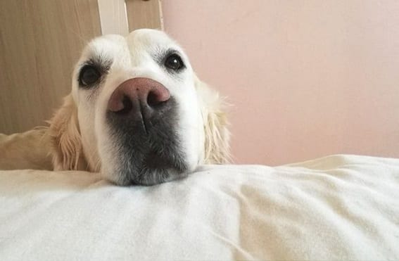 A Golden Retriever standing behind the bed with its face on the edge