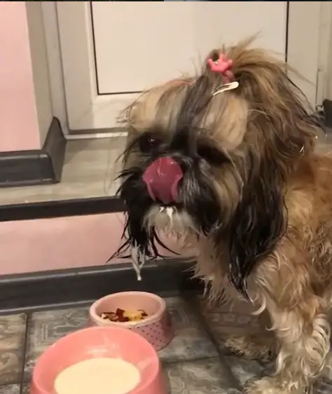 Shih Tzu standing on the floor in front of its food bowl while licking its nose