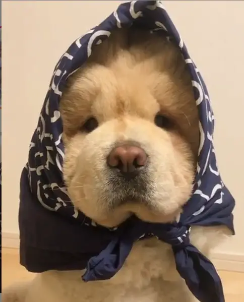 A Chow Chow puppy with a handkerchief tied around its face