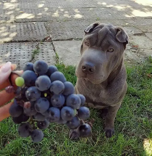 Shar Pei sitting on the grass while looking up at a bunch of grapes