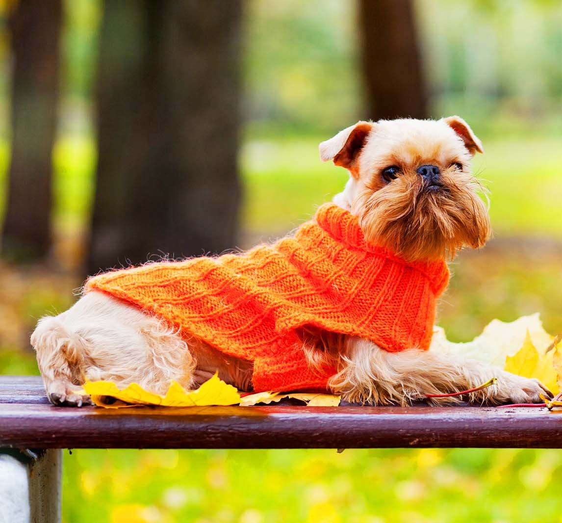 A Brussels Griffon wearing an orange sweater while lying on the bench at the park