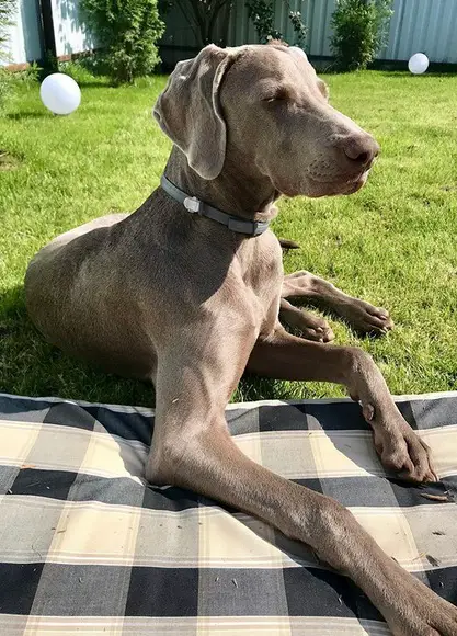 A Weimaraner lying on the grass in the yard under the sun