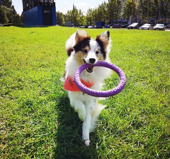 A Shetland Sheepdog running on the grass at the park while holding a ring with its mouth