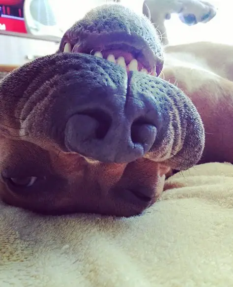 A Staffordshire Bull Terrier lying upside down on the bed